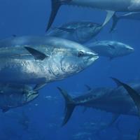 T�rkiye Ocak Ay�nda 207 Milyon Dolarl�k Bal�k �hra� Etti