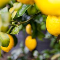 Sezonun İlk Limonu 15 Eylül’de İhracat Yolcusu