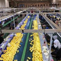 Sezonun İlk Limonu 15 Eylül’de İhracat Yolcusu