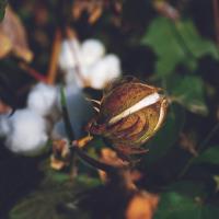 Trkiye, Dnya Pamuk Gnnde Ske Pamuunun Baarsn Kutluyor