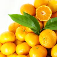 Satsuma Mandalinanın İhracat Yolculuğu 17 Ekim’de Başlıyor