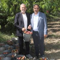 T�rkiye �eftali Ve Nektarinde 250 Milyon Dolar �hracat Hedefi Koydu