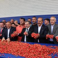 2023n lk Kiraz Hasat Edildi: Kirazda Rekorlar Krdmz Bir Yl Olacak