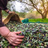 Bir A�a�tan Bir Medeniyete: T�rkiye�nin Zeytin Ve Zeytinya�� Miras� Foto�raf Karelerine Ta��n�yor