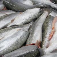 Su �r�nleri �hracat�n Yeni Y�ld�z� T�rk Somonu ��in 4 Dilde Tan�t�m Filmi Haz�rland�