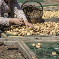 Kuru ncir hracatndan 258 Milyon Dolar Dviz Geliri Elde Edildi