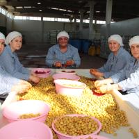 Sofralık Zeytin İhracatı 100 Bin Tona Koşuyor