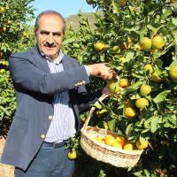 Satsuma Mandalinanın İhracat Yolculuğu 17 Ekim’de Başlıyor