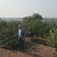 2023/24 Sezonunda Narenciye Rekoltesinde Rekor Art