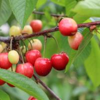 Kiraz Hasreti Bu Sene Bitiyor