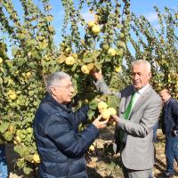 Trkiyenin retiminde Ve hracatnda Dnyada Lider Olduu Ayvada Hasat Cokusu