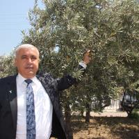 Sofralık Zeytin İhracatı 100 Bin Tona Koşuyor