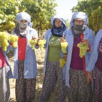 Diyabet Hastalarnn Yolunu Drt Gzle Bekledii Superior Seedless zm Sofralardaki Yerini Ald