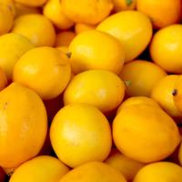 Sezonun İlk Limonu 15 Eylül’de İhracat Yolcusu