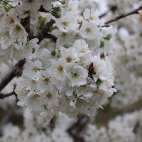 Kiraz Hasreti Bu Sene Bitiyor