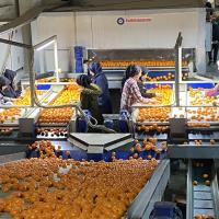 Mandalina �hracat� Tarih Yaz�yor