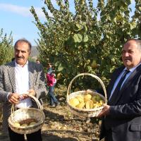 Trkiyenin retiminde Ve hracatnda Dnyada Lider Olduu Ayvada Hasat Cokusu