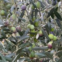 Sofralk Zeytin hracatnda 255 Milyon Dolarlk Tarihi Rekor