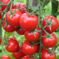 Yaş Meyve Sebze İhracatında İlk Çeyrekte 1 Milyar Dolar Aşıldı