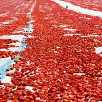 Meyve Sebze Mamulleri �hracat�nda Aslan Pay� Ege B�lgesi�nin