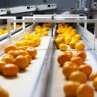 Satsuma Mandalinanın İhracat Yolculuğu 17 Ekim’de Başlıyor