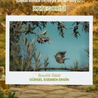 Zeytinin Eme�i, Do�as� Ve Bereketi Foto�raflarla Anlat�ld�