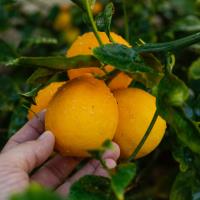 Sezonun İlk Limonu 15 Eylül’de İhracat Yolcusu