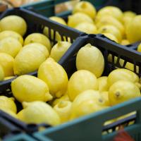 Sezonun İlk Limonu 15 Eylül’de İhracat Yolcusu