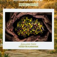 Zeytinin Eme�i, Do�as� Ve Bereketi Foto�raflarla Anlat�ld�