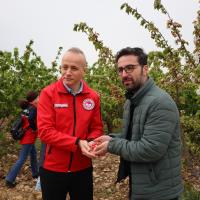 Kiraz Hasreti Bu Sene Bitiyor