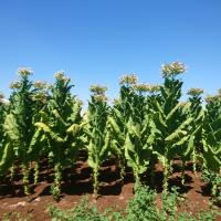 Eib �hracat�nda May�s Ay�nda Abd Ve �talya R�zg�r� Esti