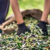 Sofralk Zeytin hracatnda 255 Milyon Dolarlk Tarihi Rekor