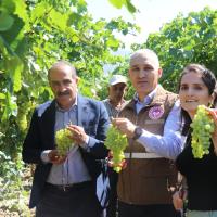Osmanl Saray Mutfann Gzdesi ekirdeksiz Sultani zmn hracat Yolculuu Balyor