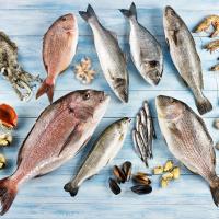 T�rkiye Ocak Ay�nda 207 Milyon Dolarl�k Bal�k �hra� Etti