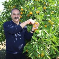 Mandalina �hracat�nda Ekim Bereketi