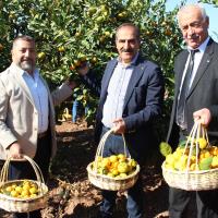 Trkiye, Mandalina hracatnda 650 Milyon Dolar Hedefliyor