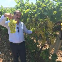 Diyabet Hastalarnn Yolunu Drt Gzle Bekledii Superior Seedless zm Sofralardaki Yerini Ald